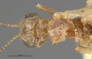 Media type: image;   Entomology 11513 Aspect: head dorsal view